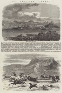 Falklandsöarna