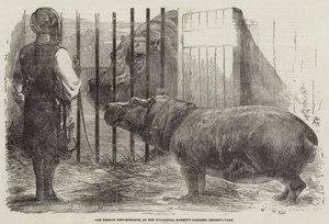 Flodhästhonan i Zoological Society