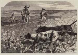 Den första september, rapphönsskytte (gravyr) av Harrison William Weir