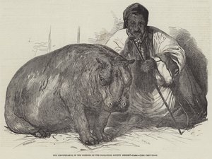 Flodhästen, i Zoological Societys trädgårdar, Regent
