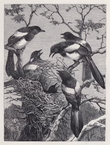 Skatorna och deras bo (gravyr) av Harrison William Weir