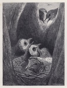 Unga ugglors bo (gravyr) av Harrison William Weir