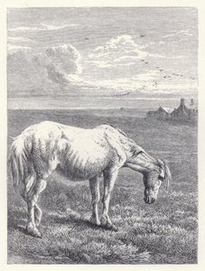 Den gamla hästen (gravyr) av Harrison William Weir