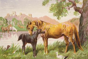 Slottsruinen (färglitografi) av Harrison William Weir