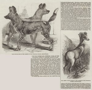 Vilda får och jakthundar i Zoological Society