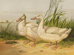 White Aylesbury Ducks (chromolitho) av Harrison William Weir