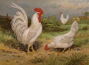 Vita leghorn (chromolitho) av Harrison William Weir
