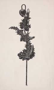 Blomsterstudie. av Harry Fenn