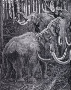 Mammoths (litho) av Harry Hamilton (after) Johnston