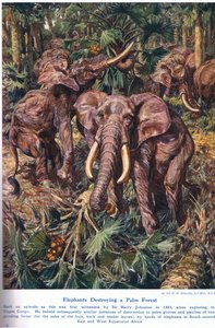 Elefanter som förstör en palmskog, illustration från "Wonders of Land and Sea", publicerad av Cassell, London, 1914. av Harry Hamilton Johnston