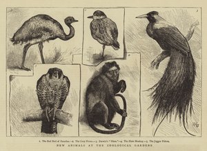 Nya djur i zoologiska trädgårdar av Harry Hamilton Johnston