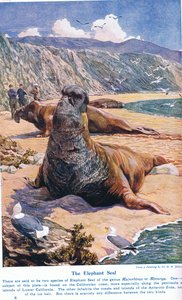 The Elephant Seal, illustration från "Wonders of Land and Sea", publicerad av Cassell, London, 1914 av Harry Hamilton Johnston
