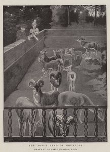 Påvens flock mufflons av Harry Hamilton Johnston