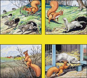 Lilla röda ekorren
