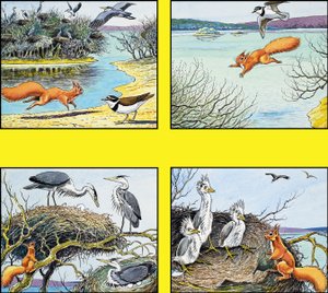 Lilla röda ekorren