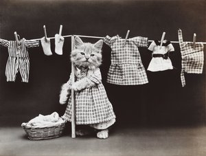 Serie med kattungar: Torkning av tvätt, ca 1914 (silvertryck)