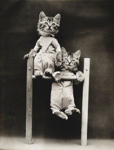 Serie med kattungar: Excercising, ca 1914 (silvertryck)