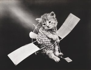 Serie med kattungar: Pilot flyger flygplan, ca 1914 (silvertryck)