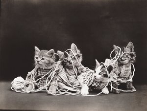 Serie med kattungar: Tangled in Yarn, ca 1914 (silvertryck)