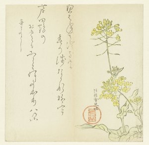 Blommor