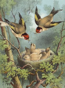 Goldfinch, matar sina ungar (chromolitho)