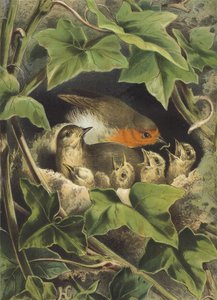 Robin, matar ungarna (chromolitho) av Hector Giacomelli
