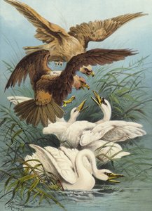 Svanar och örnar (chromolitho)