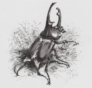 Insekten: Beetle (gravyr)