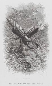 Insekten: Insektens instrument (gravyr) av Hector Giacomelli