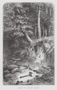 Insekten: Nest of Russet Ants (gravyr) av Hector Giacomelli