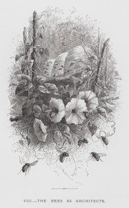 Insekten: bina som arkitekter (gravyr) av Hector Giacomelli