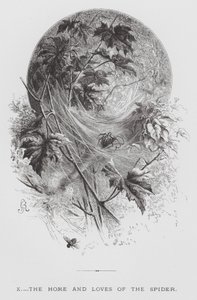 The Insect: The Home and Loves of the Spider (gravyr) av Hector Giacomelli