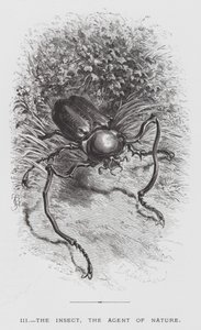 Insekten: Insekten, naturens agent (gravyr) av Hector Giacomelli