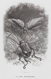 Insekten: Mikroskopet (gravyr) av Hector Giacomelli