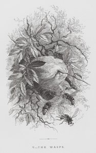 Insekten: getingarna (gravyr) av Hector Giacomelli