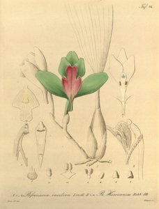 Bifrenaria luktfri + harrisonia