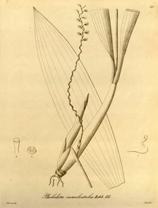 Illustration av Pholiota camelostalix av Heinrich Gustav Reichenbach