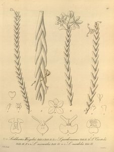 Lockhartia - Xenia vol 1 (1858) fig 40 av Heinrich Gustav Reichenbach