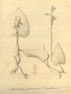 Den här filen kommer från Biodiversity Heritage Library och är tillgänglig online på biodiversitylibrary.org/page/696488 av Heinrich Gustav Reichenbach