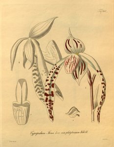 Den här filen kommer från Biodiversity Heritage Library och är tillgänglig online på biodiversitylibrary.org/page/698357