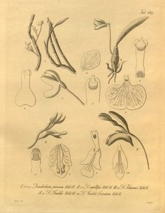 Den här filen kommer från Biodiversity Heritage Library och är tillgänglig online på biodiversitylibrary.org/page/698365 av Heinrich Gustav Reichenbach