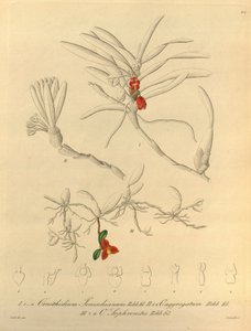 Den här filen kommer från Biodiversity Heritage Library och är tillgänglig online på biodiversitylibrary.org/page/696484