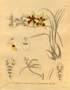 Den här filen kommer från Biodiversity Heritage Library och är tillgänglig online på biodiversitylibrary.org/page/698370 av Heinrich Gustav Reichenbach