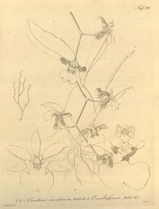 Den här filen kommer från Biodiversity Heritage Library och är tillgänglig online på biodiversitylibrary.org/page/696498