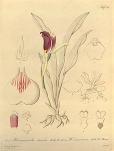 Den här filen kommer från Biodiversity Heritage Library och är tillgänglig online på biodiversitylibrary.org/page/696493