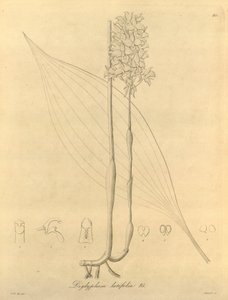 Den här filen kommer från Biodiversity Heritage Library och är tillgänglig online på biodiversitylibrary.org/page/696480 av Heinrich Gustav Reichenbach