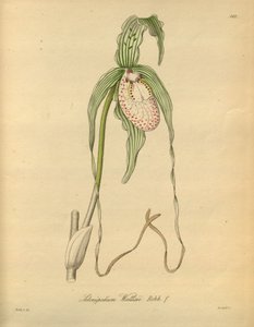 Den här filen kommer från Biodiversity Heritage Library och är tillgänglig online på biodiversitylibrary.org/page/698377