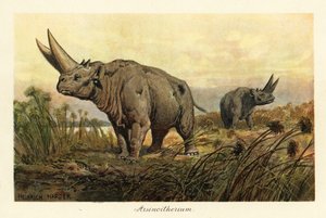 Arsinoitherium, ett utdött släkte av paenungulata däggdjur., 1908 (tryck)