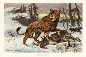 Eurasiskt grottlejon, Panthera spelaea., 1908 (tryckt)