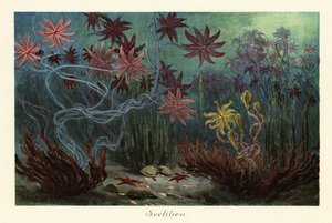 Utdöda sjöliljor eller crinoider, Crinoidea, på havsbotten., 1908 (Tryck)
